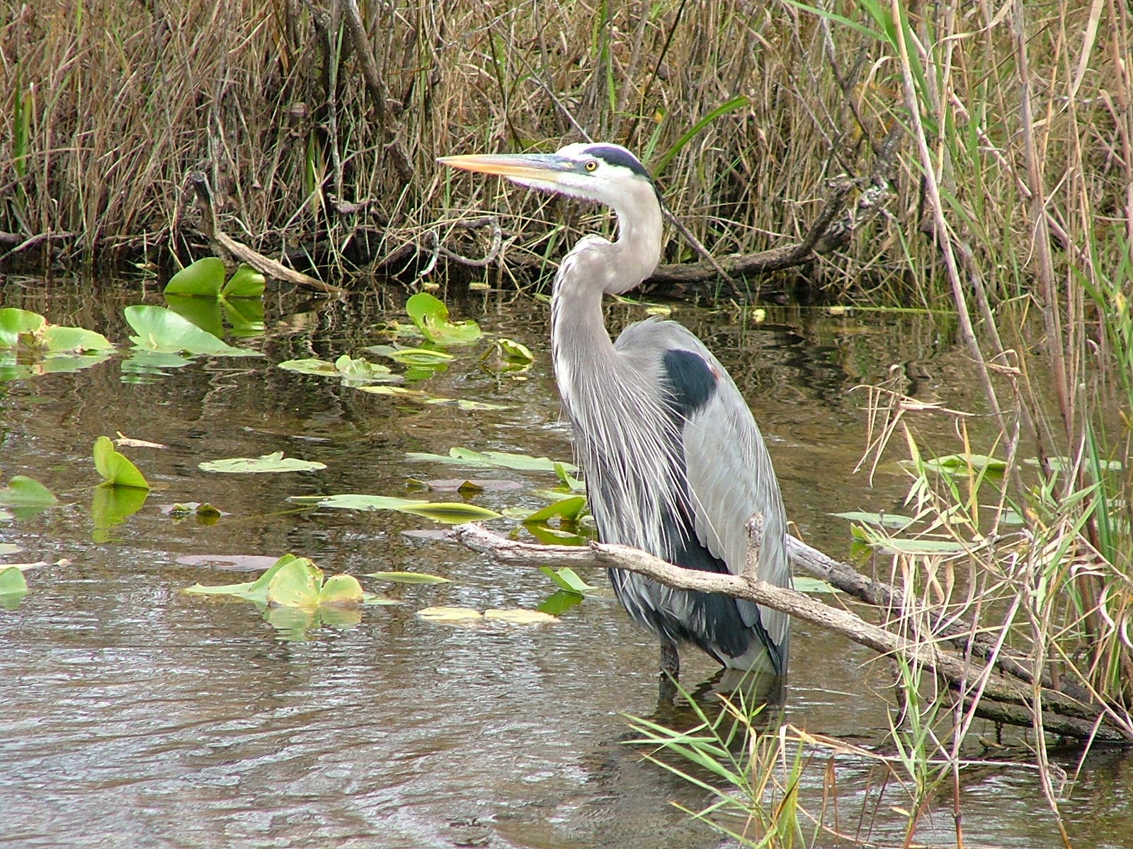 Great blue heron in Everglades National Park