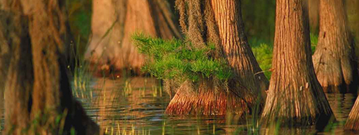 Decorative banner photo of bald cypress trees. 