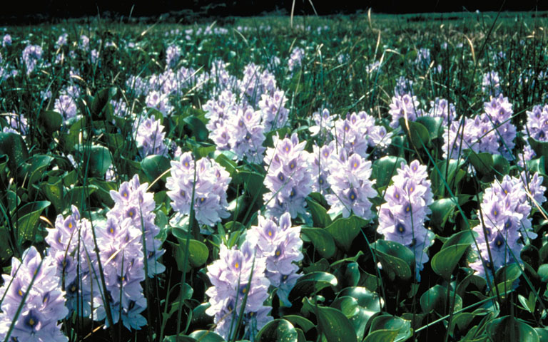 water hyacinth