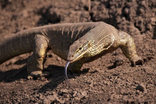 Nile monitor