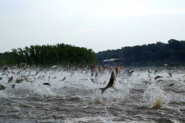 asian carp