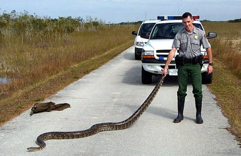 Burmese Python