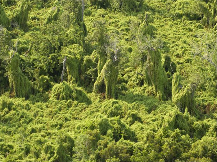 Old World Climbing Fern