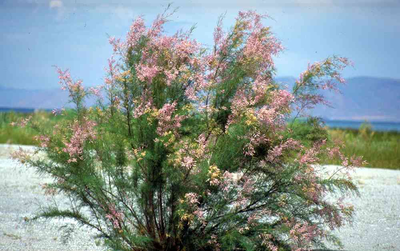 salt cedar