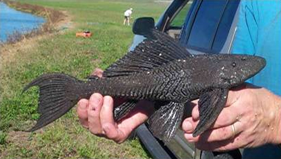 sailfin catfish