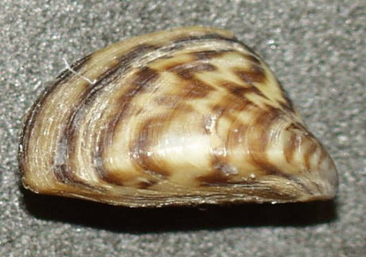 zebra mussel