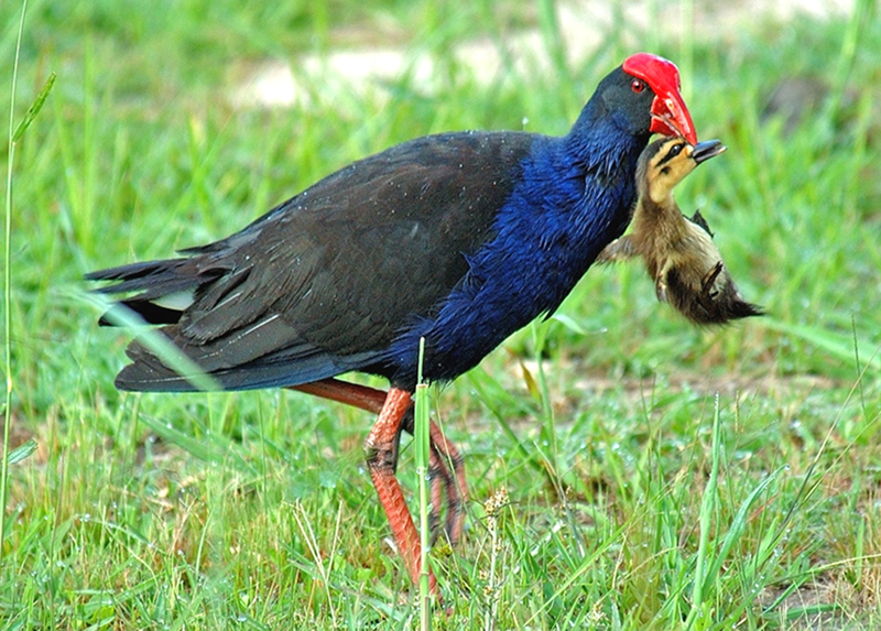 purple swamp hen