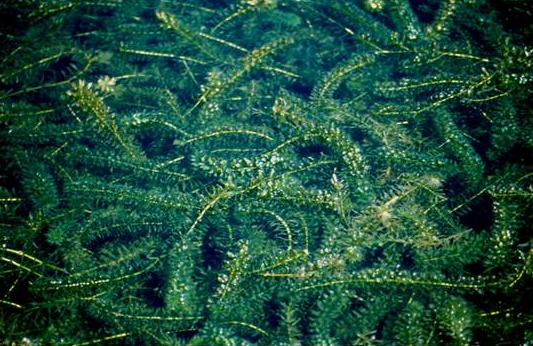 Hydrilla