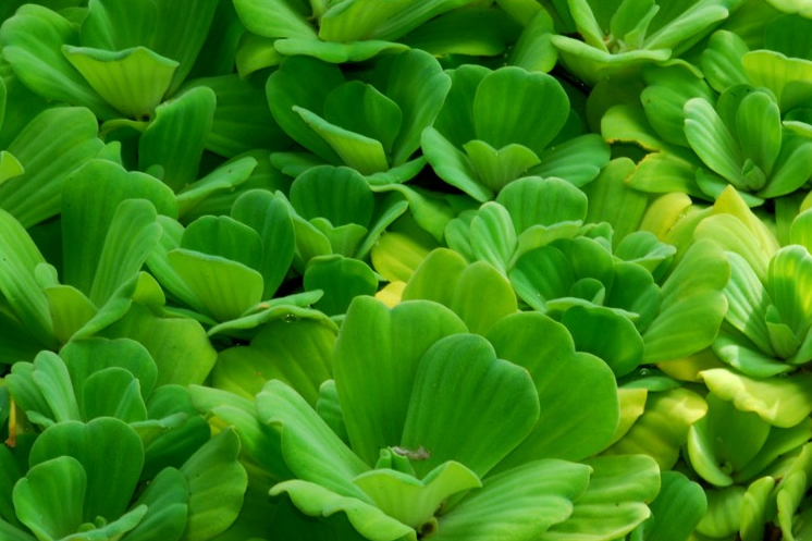 Water Lettuce