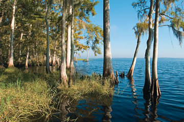 Cypress along the St. Johns