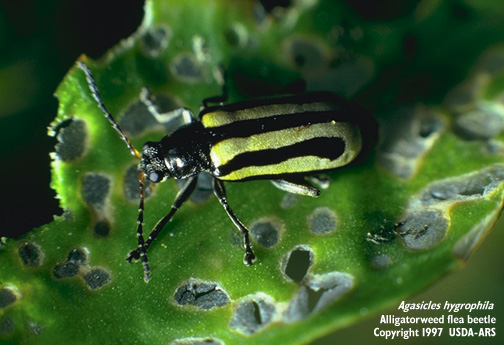 alligatorweed flea beetle