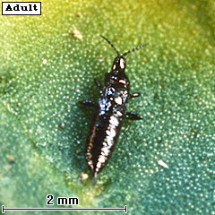 Amynothrips andersonii