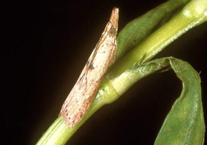 Arcola (Vogtia) malloi, the alligatorweed stem borer