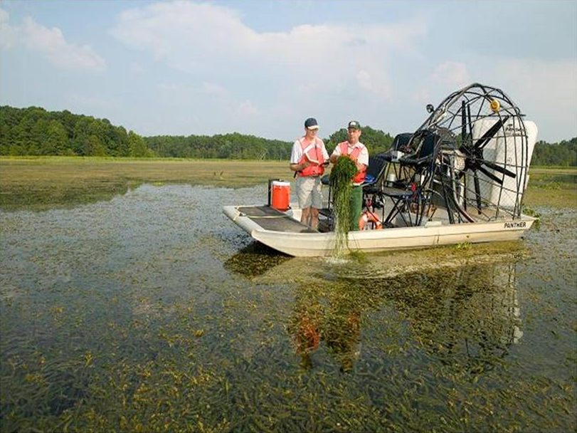 Hydrilla Infestation