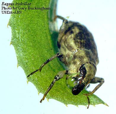Bagous Hydrillae