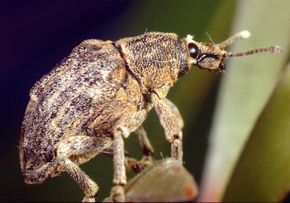 Oxyops Vitiosa