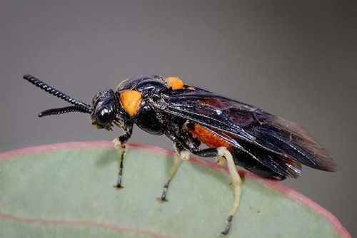 Lophyrotoma zonalis.