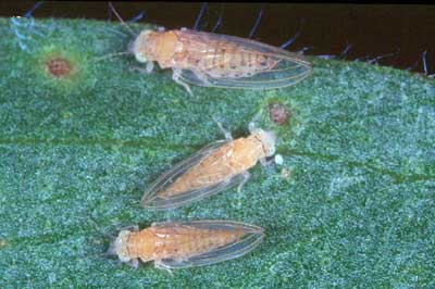 Melaleuca psyllid