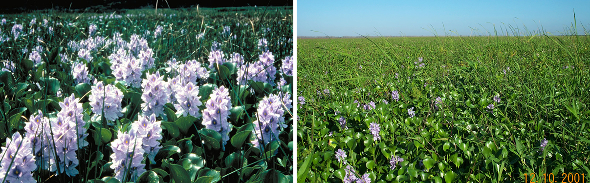 water hyacinth