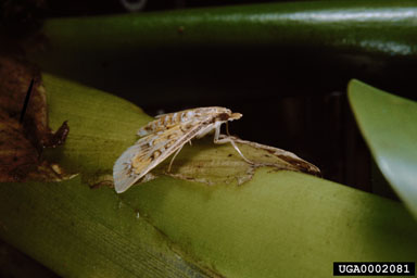 Niphograpta albiguttalis - water hyacinth moth