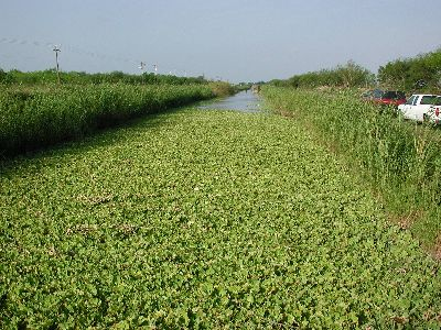 waterlettuce infestation