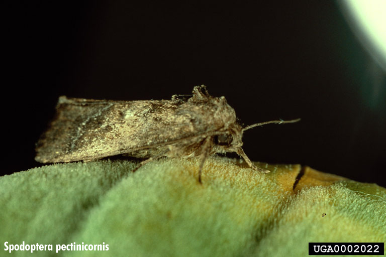 Spodoptera pectinicornis