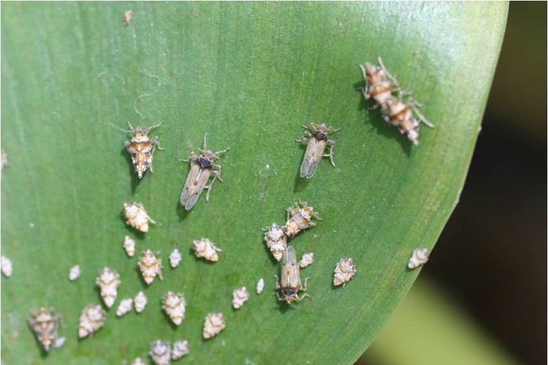 megamelus planthopper