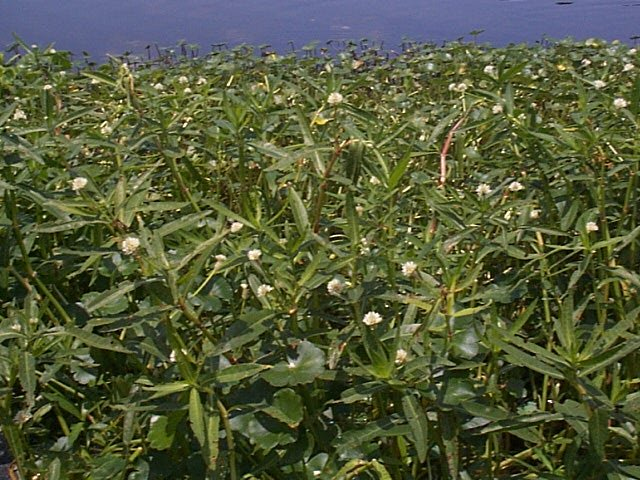 Alligatorweed