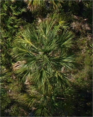 UAV Image