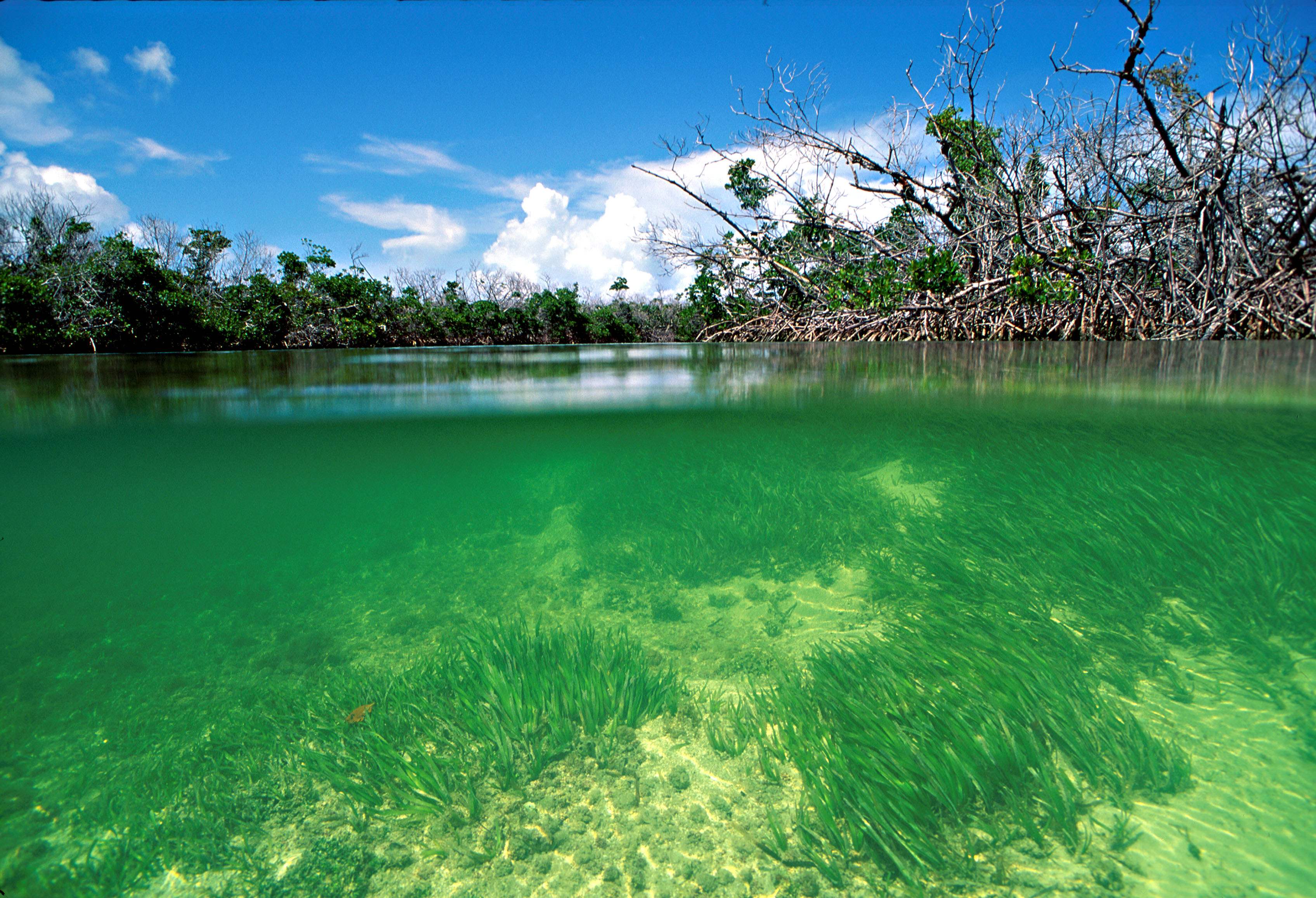 Biscayne Bay Coastal Wetlands Project