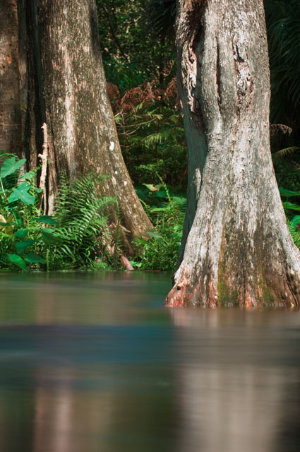 Cypress trees in the Loxahatchee River