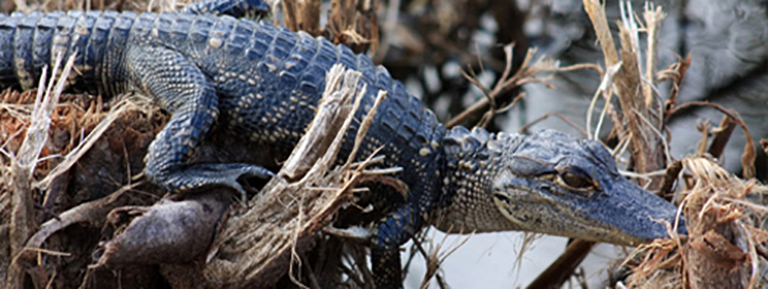 Decorative banner photo of juvenile alligator.