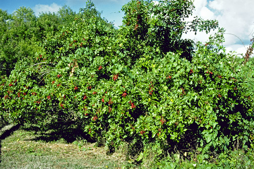 Brazilian Pepper